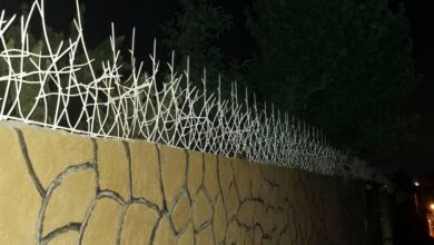 حفاظ شاخ گوزنی در ایرانشهر