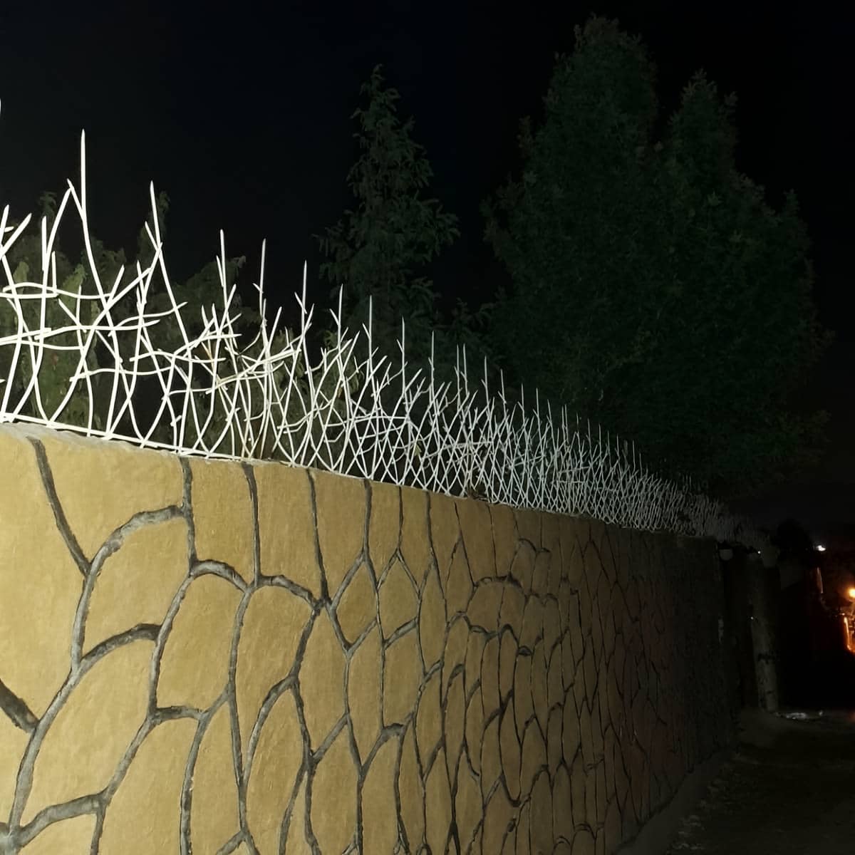 حفاظ شاخ گوزنی در ایرانشهر
