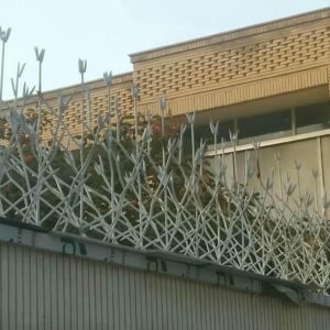 حفاظ شاخ گوزنی دیواری در بندر چابهار