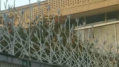 حفاظ شاخ گوزنی دیواری در بندر چابهار