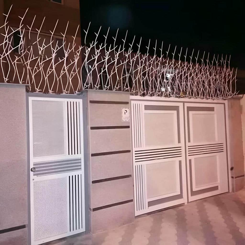 حفاظ شاخ گوزنی در گنبدکاووس