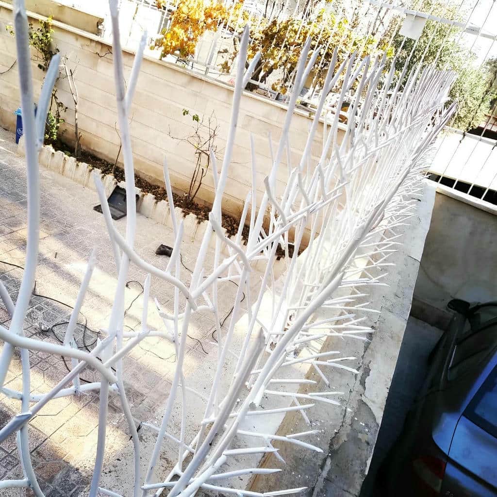 حفاظ شاخ گوزنی در تبریز