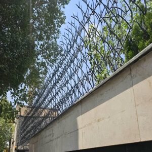 حفاظ شاخ گوزنی دیواری در طالقان