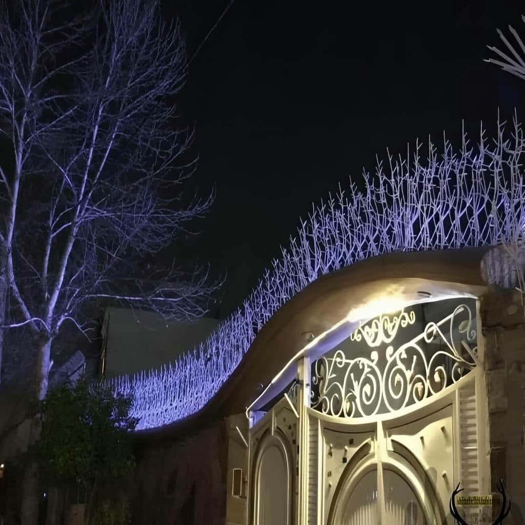 حفاظ شاخ گوزنی در کرمان