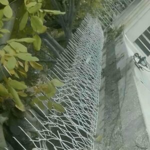 حفاظ شاخ گوزنی دیواری در آمل