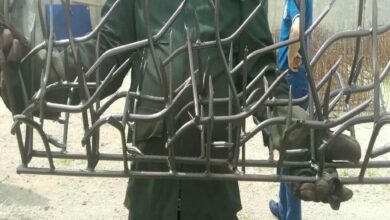 حفاظ شاخ گوزنی دیواری در کرج