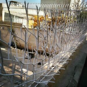 حفاظ شاخ گوزنی دیواری در باغ عباس‌آباد
