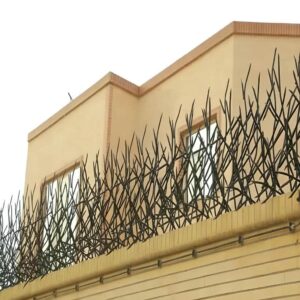 حفاظ شاخ گوزنی دیواری در گرگان