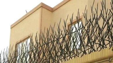 حفاظ شاخ گوزنی دیواری در گرگان