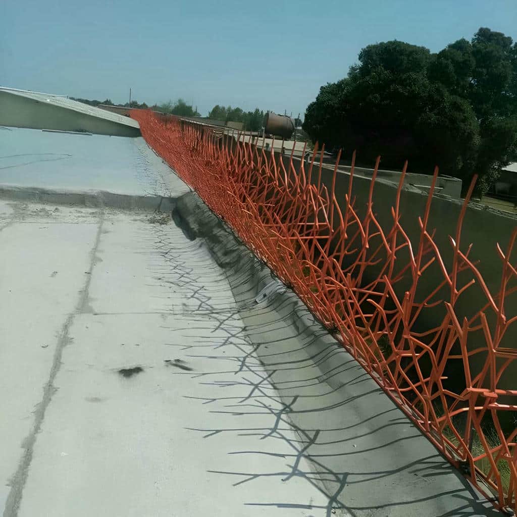 حفاظ شاخ گوزنی در یزد