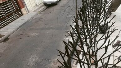 6 مدل حفاظ بوته ای دیوار پرتراکم