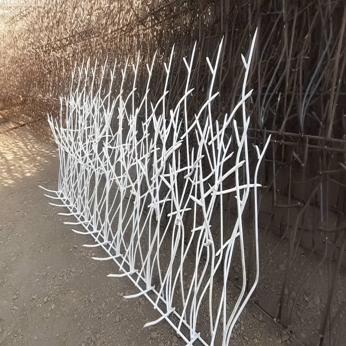 حفاظ شاخ گوزنی برای دیوار